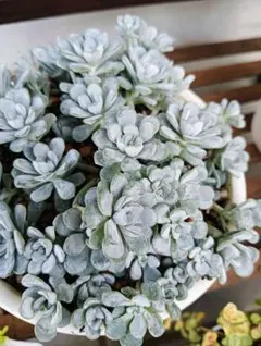 2025年最新】多肉 斑入りミセバヤの人気アイテム - メルカリ