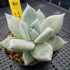 多肉植物 メキシカンジャイアントhyb 抜き苗 - メルカリ