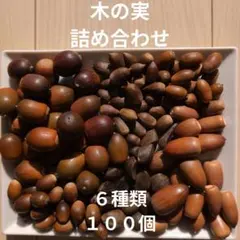 木の実　詰め合わせ　100個　マテバシイ　アラカシ　椿　スダジイ　くぬぎ　コナラ
