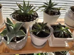 2026年最新】アガベ 子株 セットの人気アイテム - メルカリ