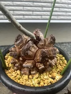 亀甲竜　渋谷英一氏の鉢付き　長谷川ナーセリー 亀甲竜 渋谷英一氏の鉢付き 長谷川ナーセリー