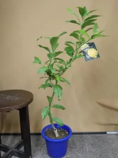 2025年最新】直径6センチの人気アイテム - メルカリ ㊵大きめ苗