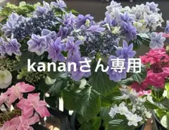 kananさん専用 h&S深体験 ヘッドスパ シャンプー＆トリートメント