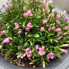 小町リンドウ5寸