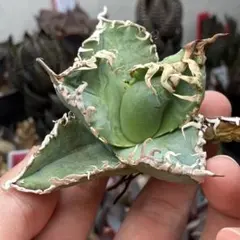 【特価】アガベ　チタノタ　白幽霊　台湾ゴジラ　極上中株