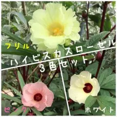 ハイビスカスローゼル　3色各15粒