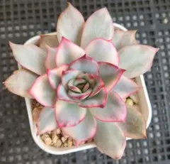 ryokuryu様 リクエスト 2点 まとめ商品