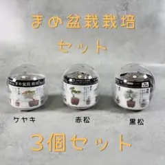 【新品】育てるカプセル まめ盆栽栽培セット 3個セット　ケヤキ　赤松　黒松　③のサムネイル