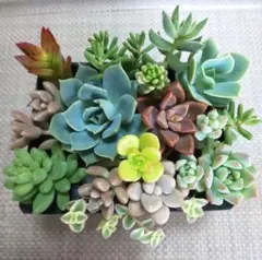 多肉植物 カット苗＊ファンクイーン＊寄せ植えにのサムネイル