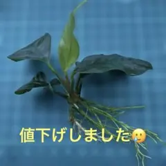 【格安】アヌビアスコーヒーフォリア　根張り良好③のサムネイル