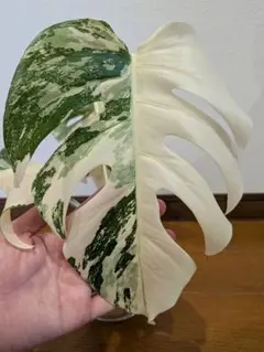 も*じ様 斑入りモンステラ ハーフムーン 大株 ベアルート 根付き 57cm