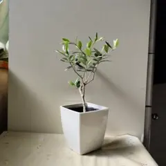 hiyori様 リクエスト 2点 まとめ商品