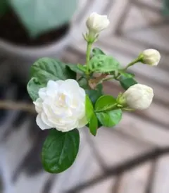 ＊花苗　八重ジャスミン〝グレイスフルレディ・ジェイド〟のサムネイル