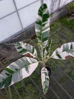 2025年最新】アエアエ バナナの人気アイテム - メルカリ