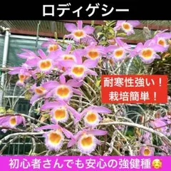 2025年最新】原種 洋蘭の人気アイテム - メルカリ