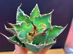 特価】アガベ チタノタ シーザー 極上中株 - メルカリ