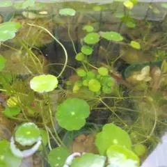 まっちょん様 リクエスト 2点 まとめ商品