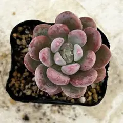 極上苗】チェリーボンボン ぼのぼのさん 多肉植物 自家繁殖苗 - メルカリ