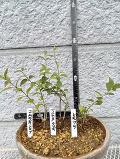 盆栽用苗 針葉樹 苗木 5本セット - メルカリ