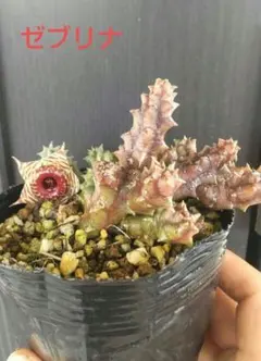 OZ様 リクエスト 3点 まとめ商品