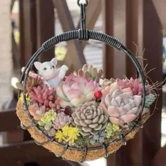 多肉植物寄せ植え　ハンギング　そのまま飾れる多肉植物　そのまま飾れる寄せ植え