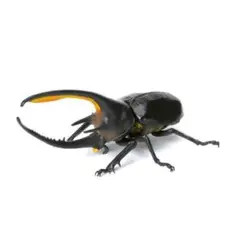 いきもの大図鑑 カプセルトイ