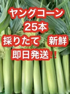 採りたて新鮮 ヤングコーン 25本のサムネイル