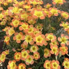 オキザリス　ヤエル　Oxalis Yael 球根⑧のサムネイル