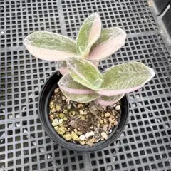 多肉植物 洛神錦A - メルカリ