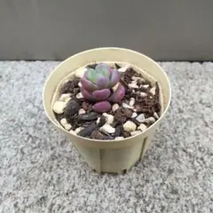 チェリーボンボン】抜き苗 ぼのぼのさん苗 多肉植物 - メルカリ