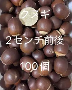 採れたて　クヌギ どんぐり 100個 2センチ前後 リース素材 ハンドメイド資材