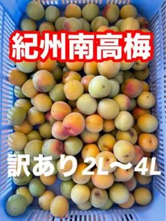 和歌山県産 紀州南高梅 訳あり3L4Lサイズ 5kg 和歌山県産 紀州南高梅 訳あり 3L4L 5キロ - メルカリ