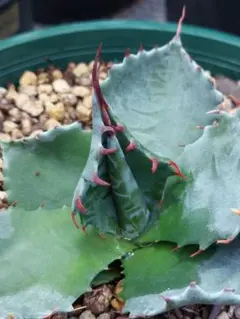 パライシ × トランカータ　ハイブリッド　パラサナ イシスメンシス　ジェレミー パライシ × トランカータ ハイブリッド パラサナ イシスメンシス