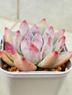 ao*様 リクエスト 3点 まとめ商品