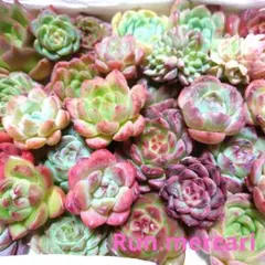 d67多肉植物エケベリア〈カット苗〉☆寄植えMIX☆