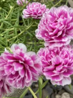 多年草薔薇咲マツバボタン　根付き6苗のサムネイル