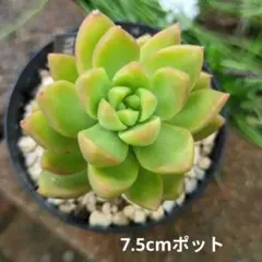 結華バチ工房@値引き中様 リクエスト 7点 まとめ商品