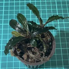 成長点2 Bucephalandra sp. Red ブセファランドラ レッドのサムネイル