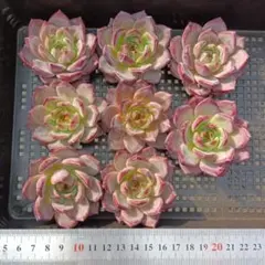 多肉植物 9個 2026-0804MLJP-005 リップスティック - メルカリ