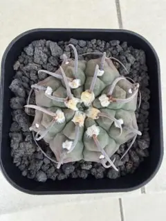 ギムノカリキウム バッテリーのサムネイル