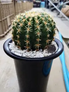 メルカリ便発送☆サボテン エキノカクタス属 雷帝×花王丸(実生苗です) サボテン エキノカクタス 花王丸×雷帝 E89 実生株 - メルカリ