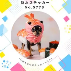 【送料無料❣️】ブラックタンチワワ