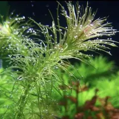 2026年最新】水草アナカリスの人気アイテム - メルカリ