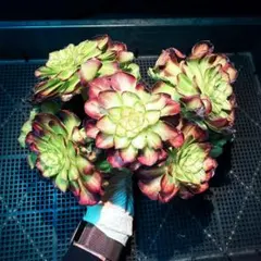 2026年最新】錦 アエオニウムの人気アイテム - メルカリ