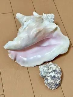 2025年最新】ピンク法螺貝の人気アイテム - メルカリ