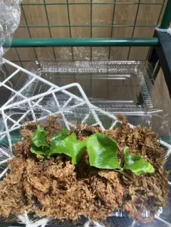 2025年最新】ビカクシダ 胞子 セットの人気アイテム - メルカリ