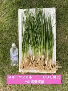 北海道産 玉ねぎ 苗 北もみじ2000 - メルカリ