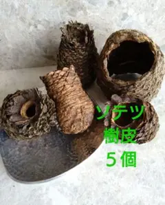 2025年最新】ソテツ 希少の人気アイテム - メルカリ