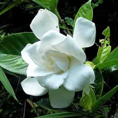 根付き♪バラ咲き♪八重咲きクチナシ苗♪ミニ株No62挿し木苗 - メルカリ