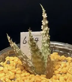 6134 ゴジラ 白波棘　多肉植物 ハオルチア アロエ